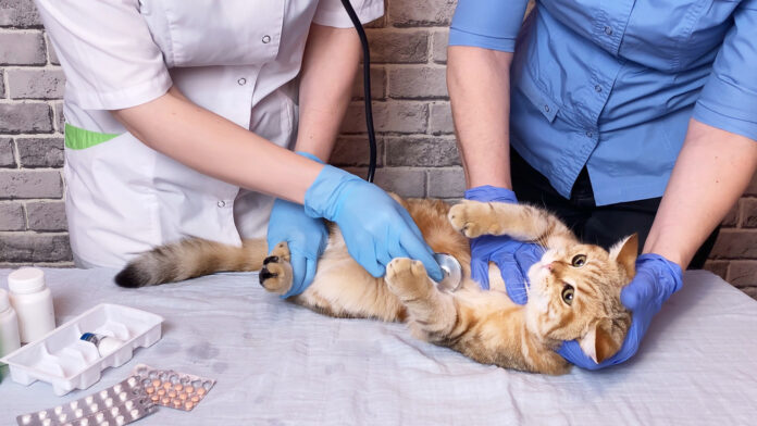 Vet,Examining,Ginger,Cat,With,Stethoscope.,Doctor,Assistant,Veterinarian,Holding
